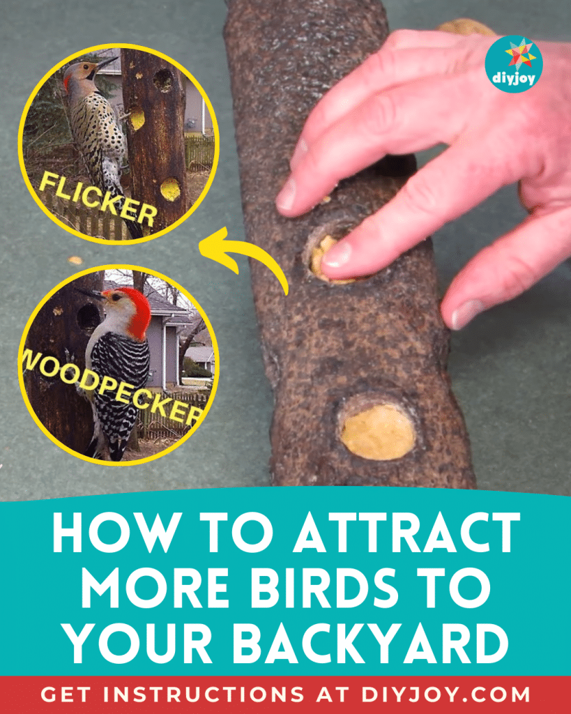 How To Attract More Birds To Your Backyard