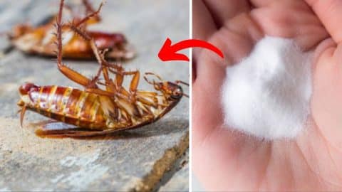 2 Home Remedies to Get Rid of Cockroaches | DIY Joy Projects and Crafts Ideas