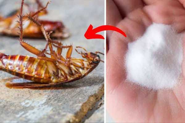 2 Home Remedies to Get Rid of Cockroaches