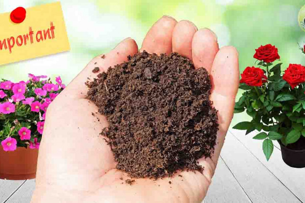 5 Spring Tips to Prep Your Garden