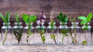 6 Herbs You Can Grow in Water