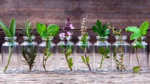 6 Herbs You Can Grow in Water | DIY Joy Projects and Crafts Ideas