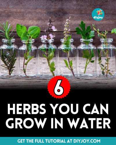 6 Herbs You Can Grow in Water - DIY Joy