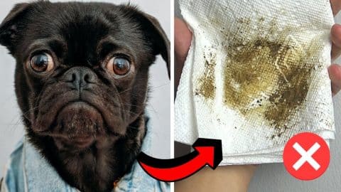 8 Tips for Eliminating Dog Smell from Your House | DIY Joy Projects and Crafts Ideas