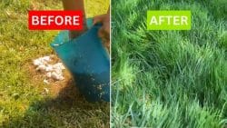 DIY Grass Hack You Should Try Now - DIY Joy