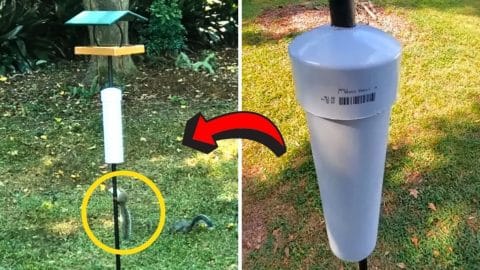 How to Keep Squirrels Off Your Bird Feeder | DIY Joy Projects and Crafts Ideas