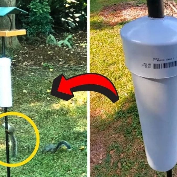 What to Use to Grease a Bird Feeder Pole: Top Tips Revealed