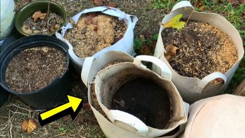 How to Reuse Old Potting Soil | DIY Joy Projects and Crafts Ideas