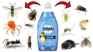 How to Get Rid of Pests with Dawn Dish Soap