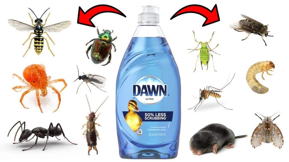 How to Repel Pests with Dawn Dish Soap