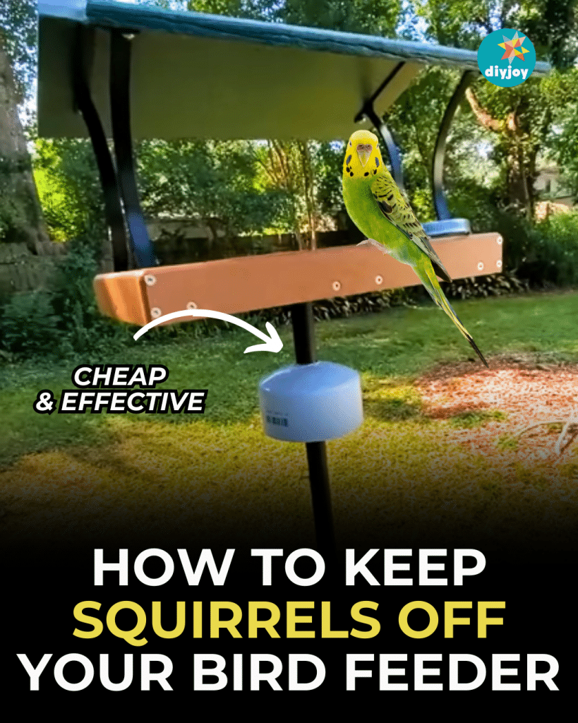 How to keep squirrels off your bird feeder