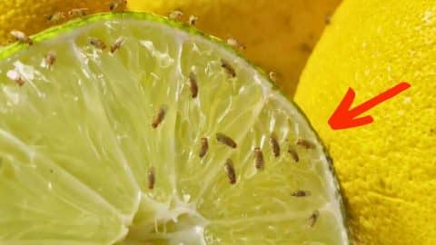Simple DIY Trick to Get Rid of Fruit Flies | DIY Joy Projects and Crafts Ideas