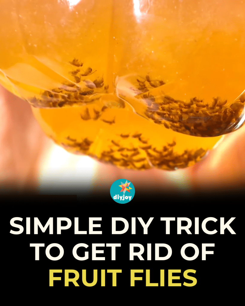 Simple DIY Trick to Get Rid of Fruit Flies