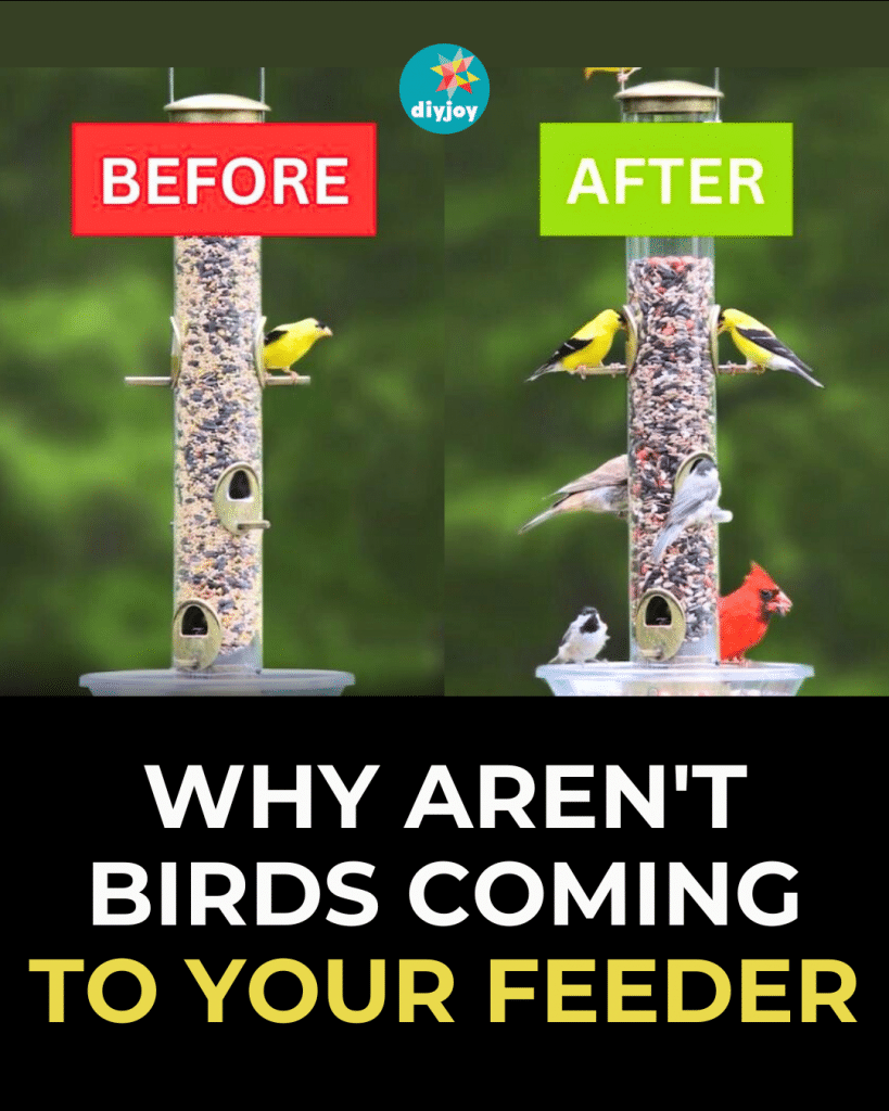 Why Aren't Birds Coming to Your Feeder