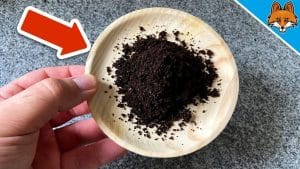 Why You’ll Never Throw Away Coffee Grounds Again