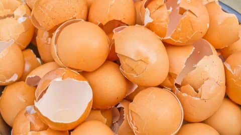 Why You’ll Never Throw Away Eggshells Again | DIY Joy Projects and Crafts Ideas