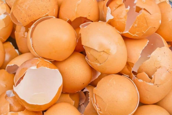 Why You'll Never Throw Away Eggshells Again