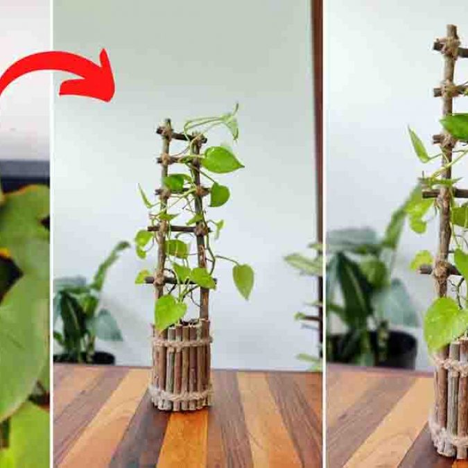 camouflage plants Dieffenbachia 'Camouflage' | Indoor Plant | Tropical Plant | Potted Plant
