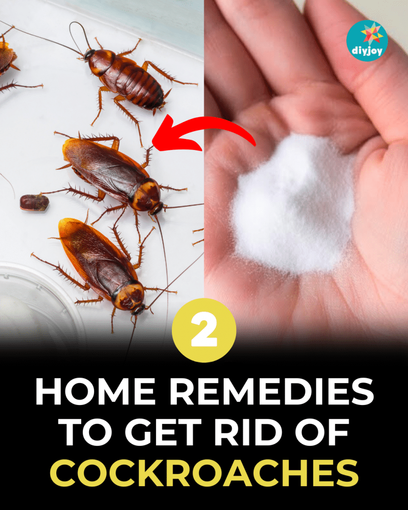 2 Home Remedies to Get Rid of Cockroaches