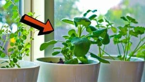 10 Herbs You can Grow Indoors