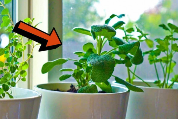 10 Herbs You can Grow Indoors