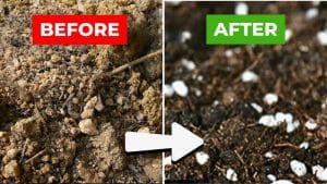 2 Easy Methods to Revitalize Old Potting Soil