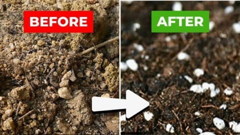 2 Easy Methods to Revitalize Old Potting Soil | DIY Joy Projects and Crafts Ideas