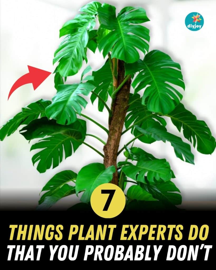 7 Things Plant Experts Do That You Probably Don't
