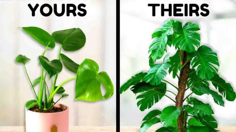 7 Things Plant Experts Do That You Probably Don’t | DIY Joy Projects and Crafts Ideas