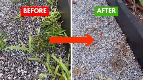 8 Ways to Kill Weeds Naturally | DIY Joy Projects and Crafts Ideas
