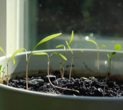 10 Herbs You can Grow Indoors - DIY Joy