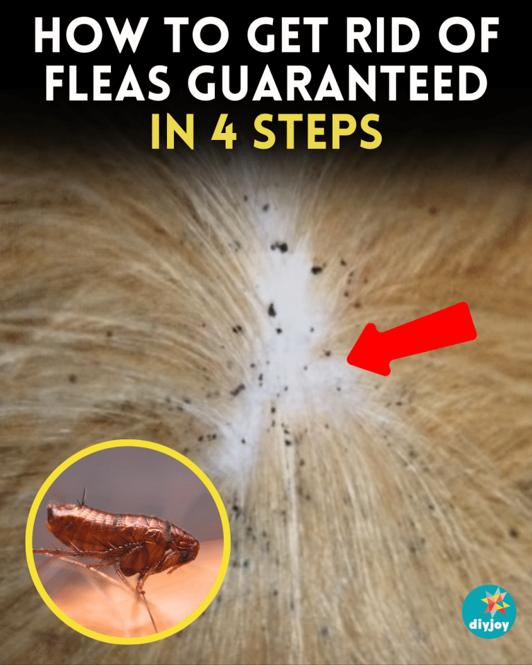 How to Get Rid of Fleas in 4 Steps