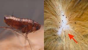 How to Get Rid of Fleas in 4 Steps
