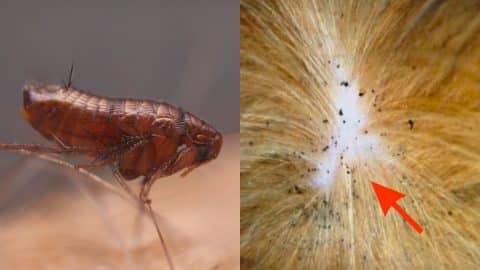 How to Get Rid of Fleas in 4 Steps | DIY Joy Projects and Crafts Ideas