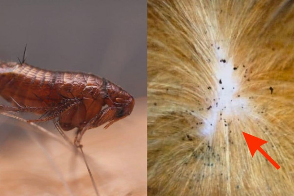 How to Get Rid of Fleas in 4 Steps