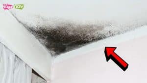 10 Warning Signs of Mold Toxicity in Your Home