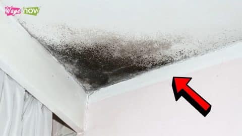 10 Warning Signs of Mold Toxicity in Your Home | DIY Joy Projects and Crafts Ideas