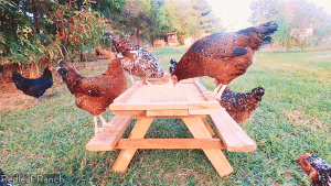 How to Build a Simple Chicknic Table