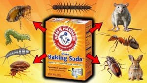 How to Use Baking Soda for Pest Control