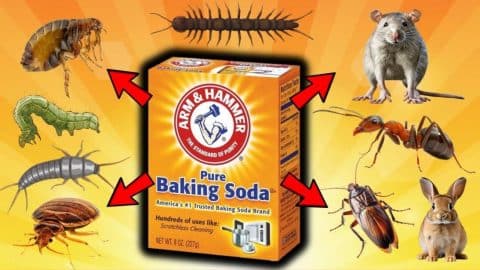 How to Use Baking Soda for Pest Control | DIY Joy Projects and Crafts Ideas
