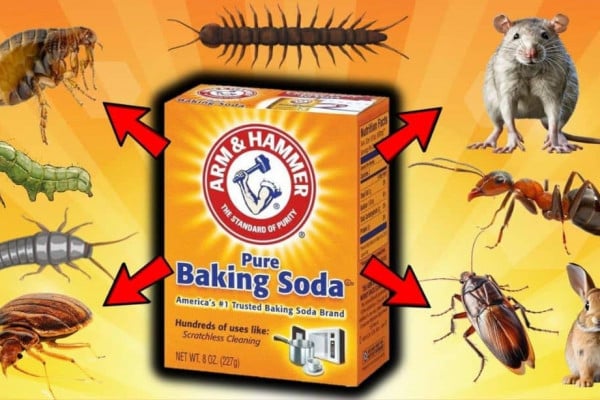 How to Use Baking Soda for Pest Control