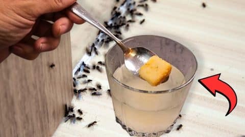 The Secret to Eliminate Little Black Ants | DIY Joy Projects and Crafts Ideas