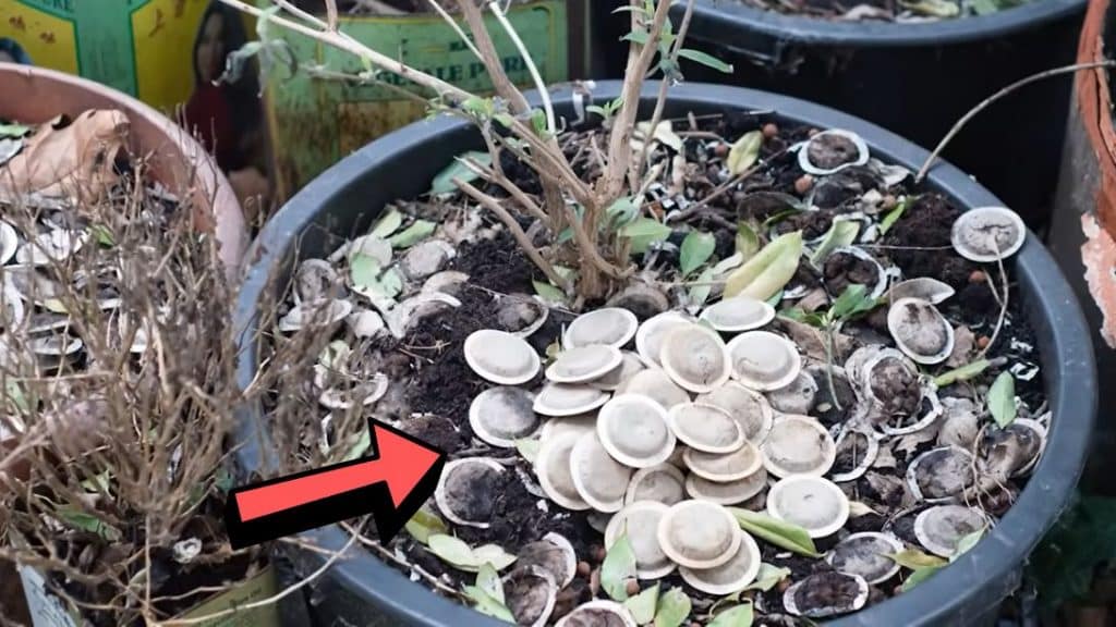 Why You Shouldn't Throw Away Used Tea Bags