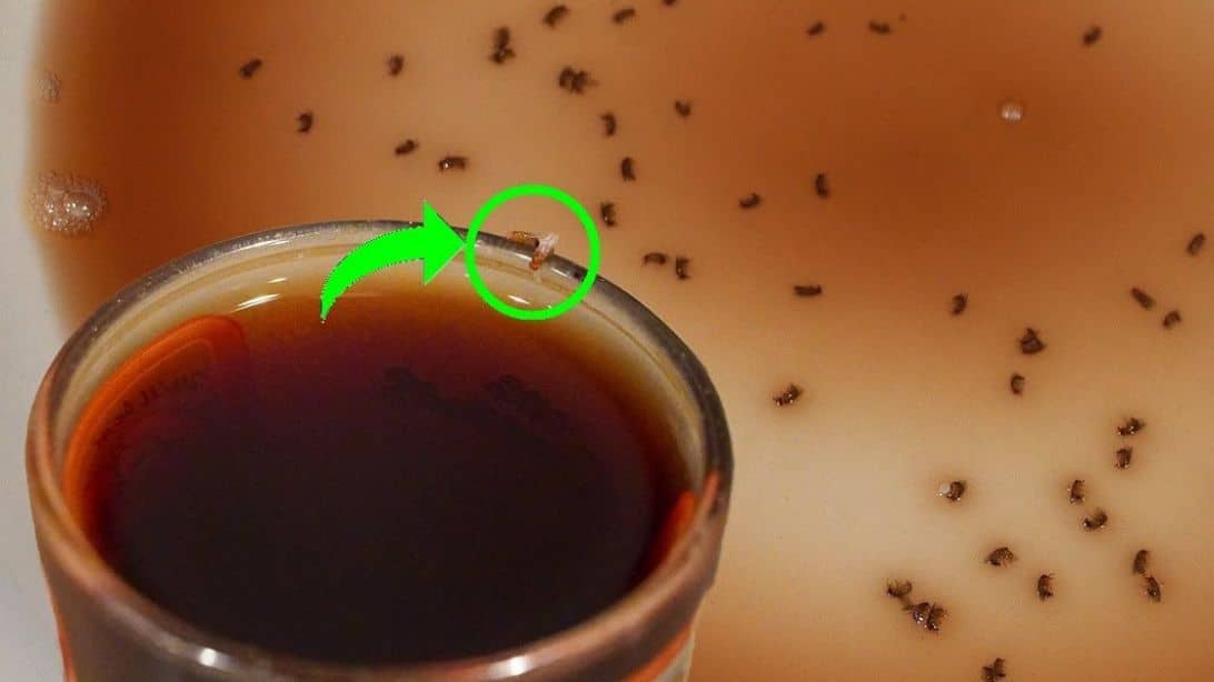 Genius Fruit Fly Trap | DIY Joy Projects and Crafts Ideas