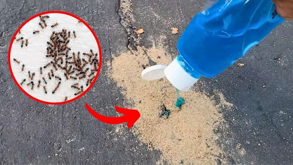 How to Get Rid of Ants in Yard or Driveway