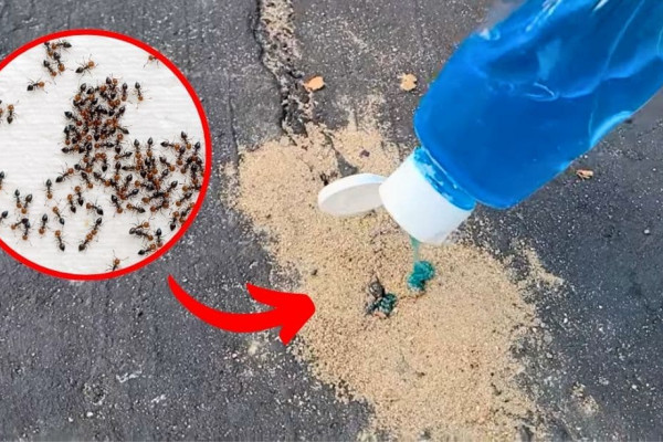 How to Get Rid of Ants in Yard or Driveway