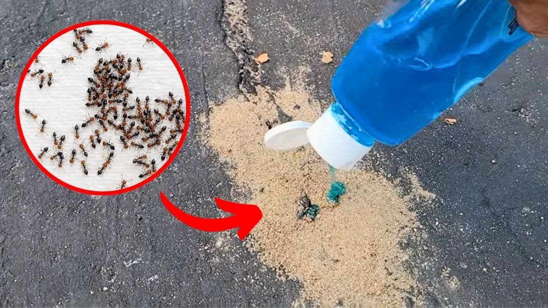 How to Get Rid of Ants in Your Yard or Driveway | DIY Joy Projects and Crafts Ideas