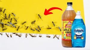 How to Get Rid of Gnats Using Apple Cider Vinegar