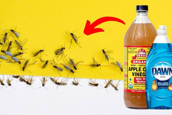 How to Get Rid of Gnats