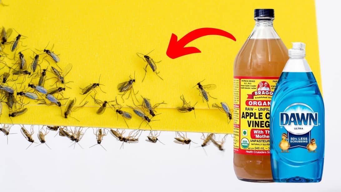 How to Get Rid of Gnats Using Apple Cider Vinegar | DIY Joy Projects and Crafts Ideas